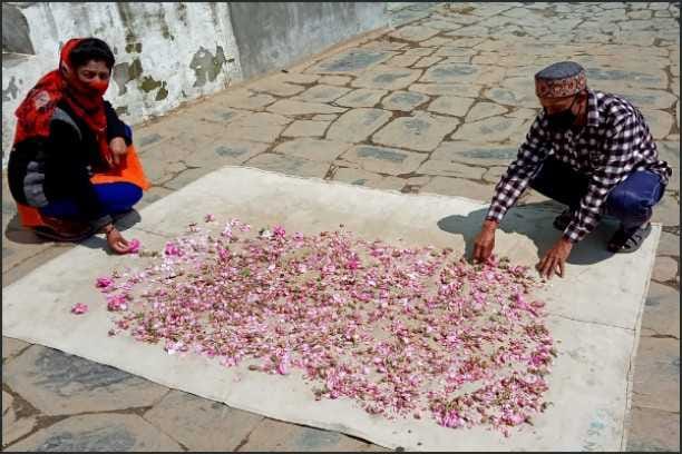 Rose water is being cultivated in Marmalsong of Jaikot village of Chaudas valley.