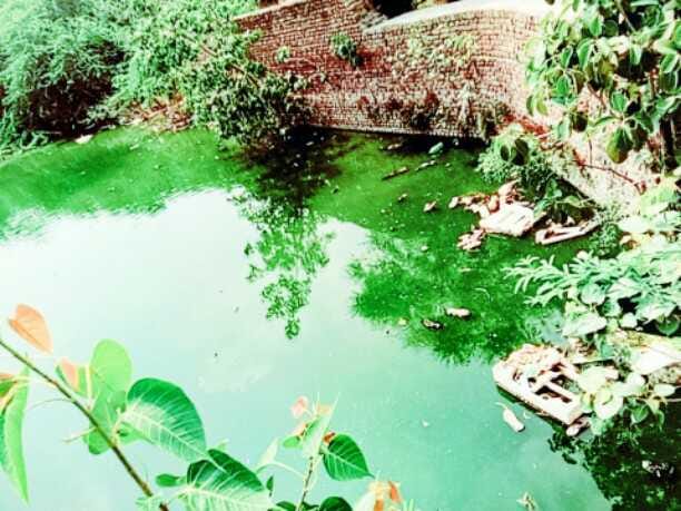 Historical temple pond get sewage water