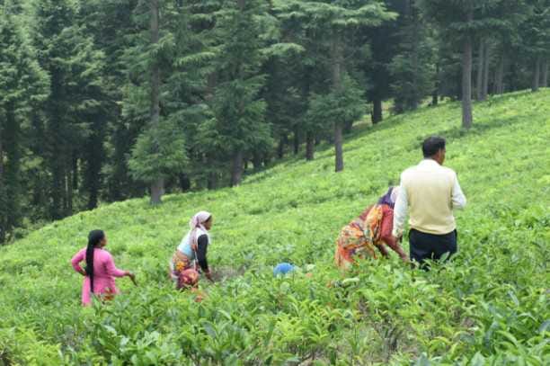Weed removal work started in Latoli tea garden.