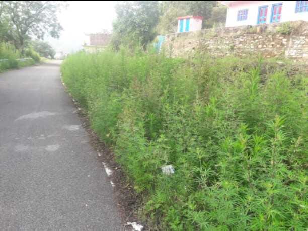 Shrubs grow on both sides of the road becoming a haunt of wild animals