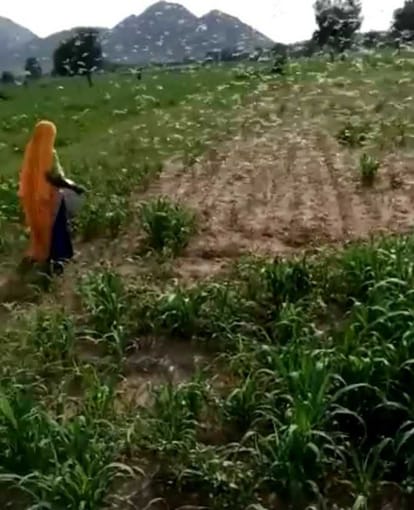 टिड्डी दल निजाम पुर एरिया में