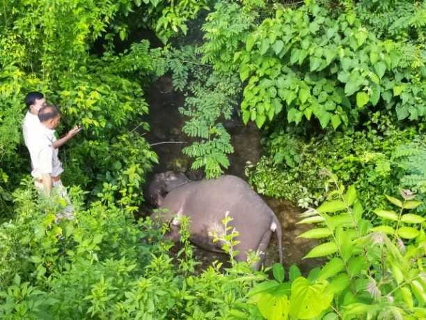 Baby elephant dies after hitting a train