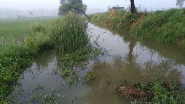 250 acre crop submerged due to drain overflow in village Pauli