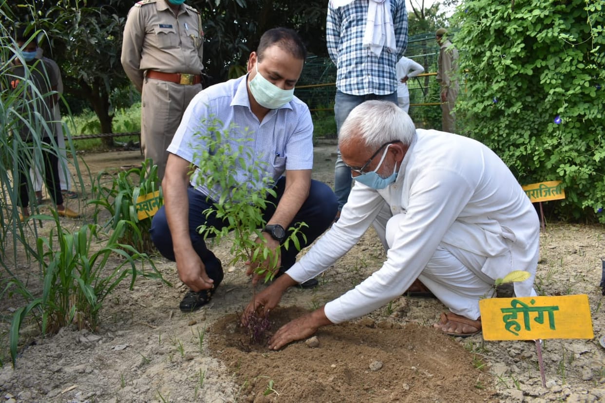 डीएम ने बिहटा में किया नर्सरी का शुभारंभ