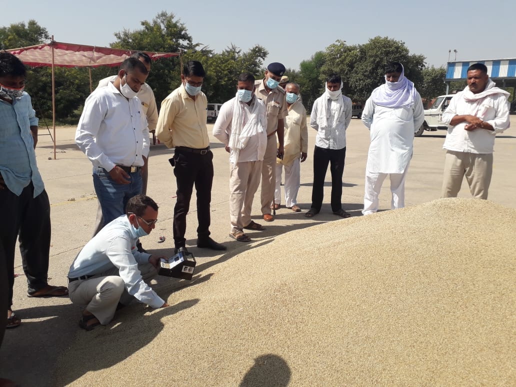 रेवाड़ी में बाजरा खरीद हुई शुरू