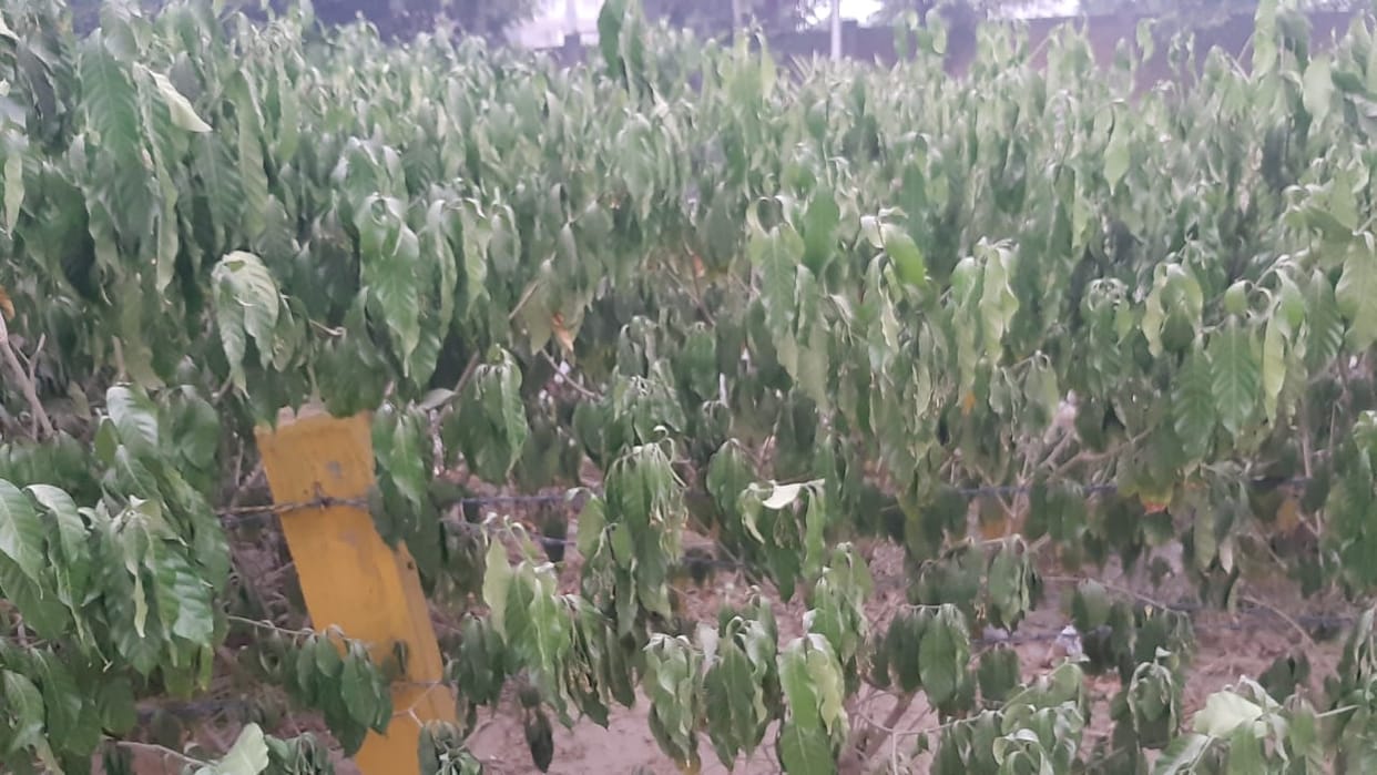 लचर सरकारी व्यवस्था, हरित पट्टिओं में सूखने लगे पौधे