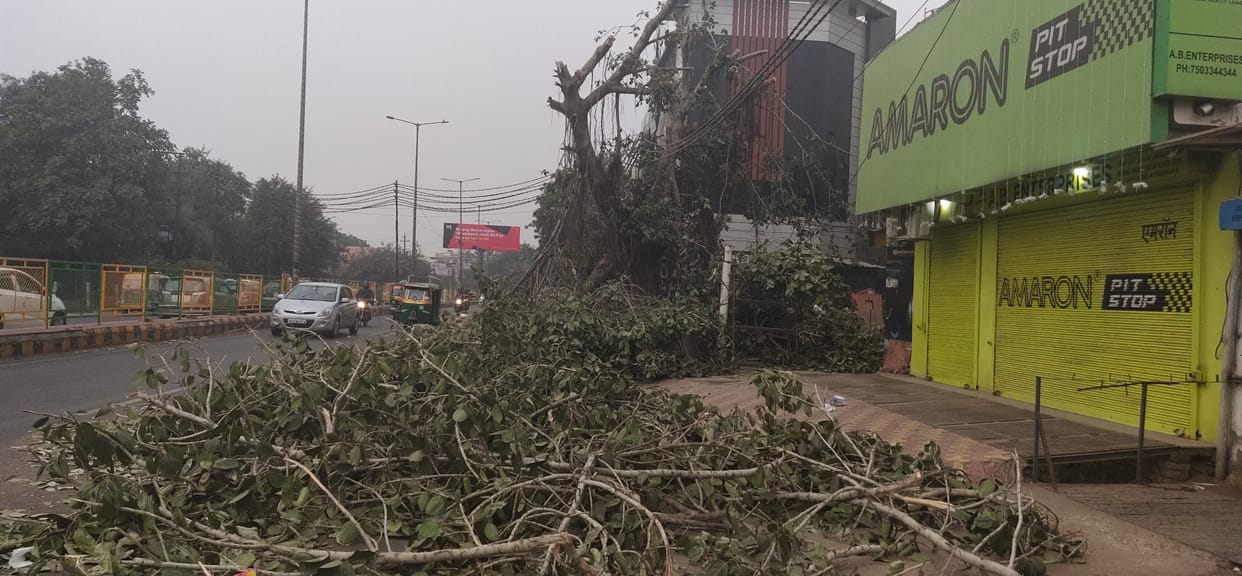 वन विभाग से मांगा अब तक स्थानांतरित किए गए पेड़ों का ब्यौरा