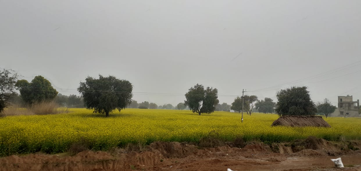 नारनौल में हुई 43 एमएम बारिश