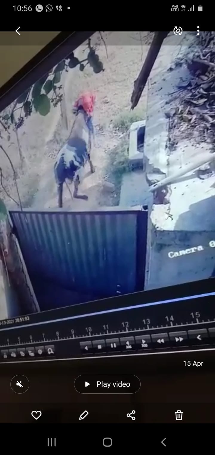 सांड़ ने बुजुर्ग महिला को उठाकर पटका, मौत