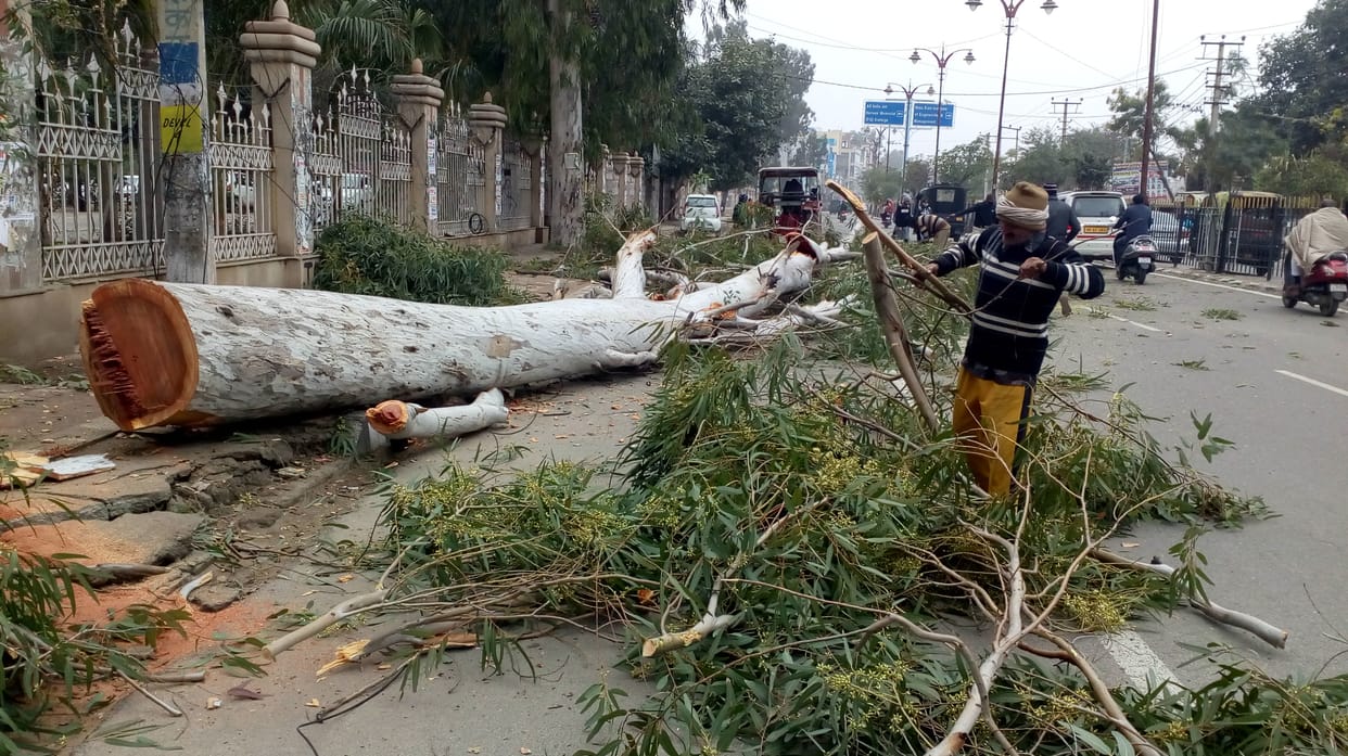 रोहतक के जाट कॉलेज के पास  बारिश और हवा के कारण सड़क पर गिरा पेड़