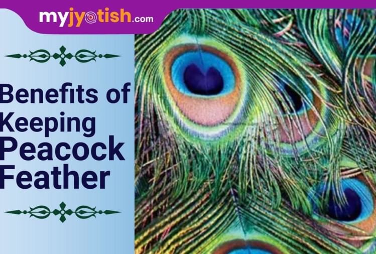 Benefits Of Keeping Peacock Feather At Home My Jyotish
