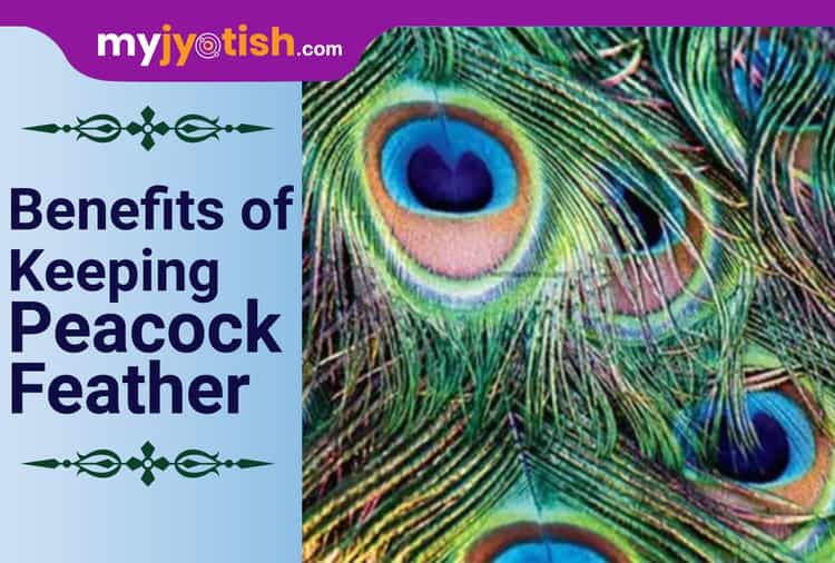 Benefits Of Keeping Peacock Feather At Home- My Jyotish