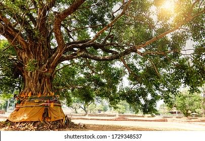Peepal Tree