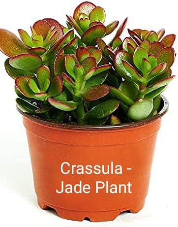Crassula - Jade Plant