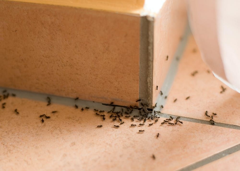 Ants appearing in your home represent both auspicious and unauspicious indications.