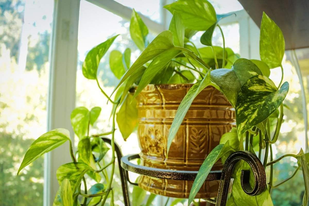 Vastu Tips: Follow these rules while planting money plant at home