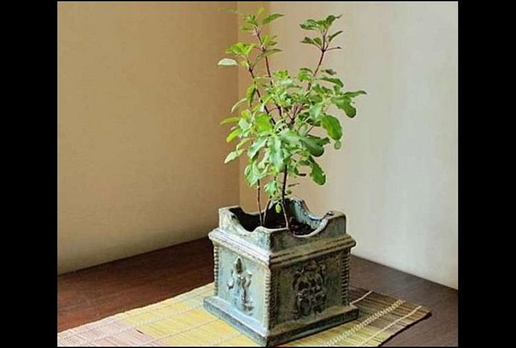 tulsi-patte-chant-this-mantra-while-plucking-basil-leaves-there-will