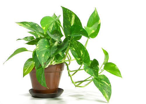 Direction of keeping money plant