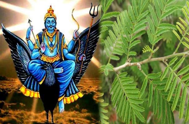 Goddess Laxmi gets unique elegance by planting Shami plant