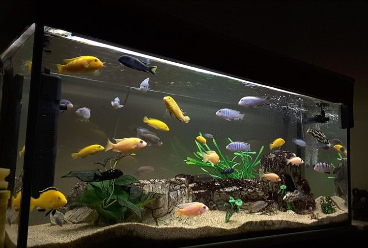 Vastu Benefits Of Keeping Fish Aquarium At Home My Jyotish vastu-benefits-of-keeping-fish-aquarium-at-home-my-jyotish
