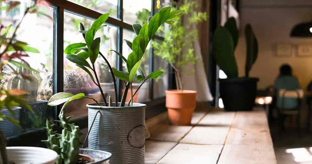 Know the plants which are inappropriate to be placed at home.