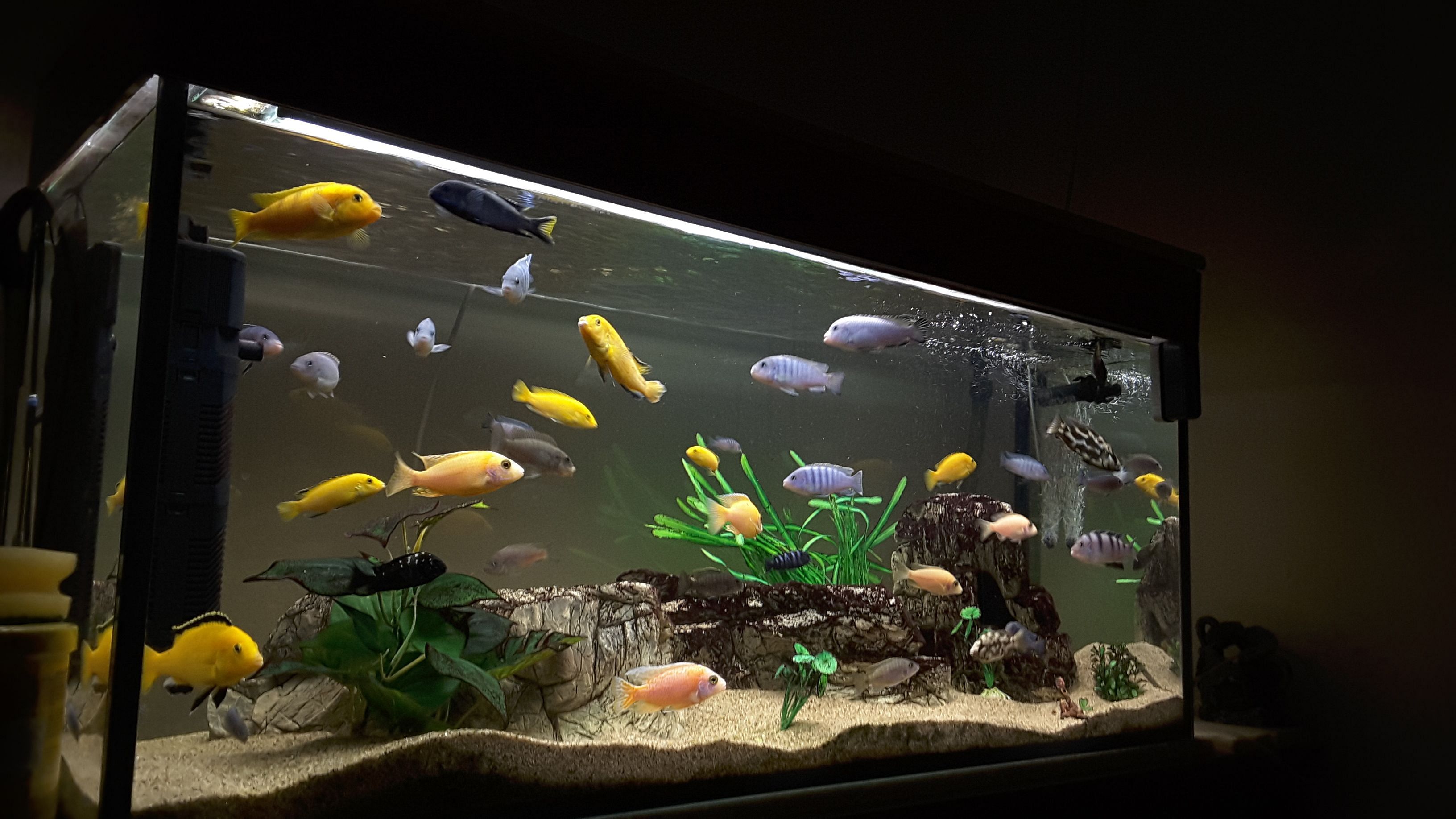 Vastu benefits of keeping fish aquarium at home