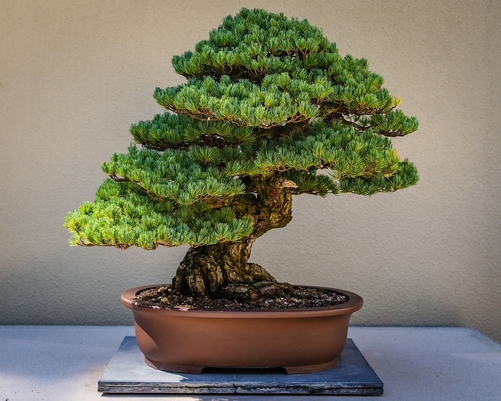 Plant Vastu- Know why you should avoid keeping bonsai at home