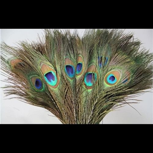 Vastu Expert Tells The Right Way To Keep Peacock Feather At Home