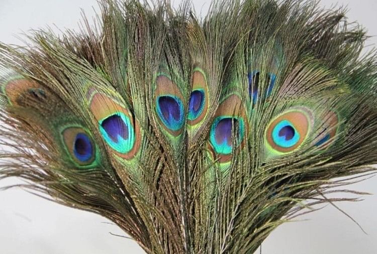 Keeping peacock feathers at home