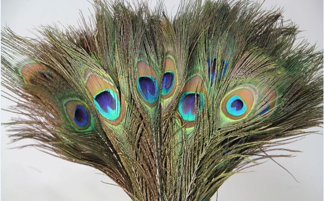 Keeping peacock feathers at home