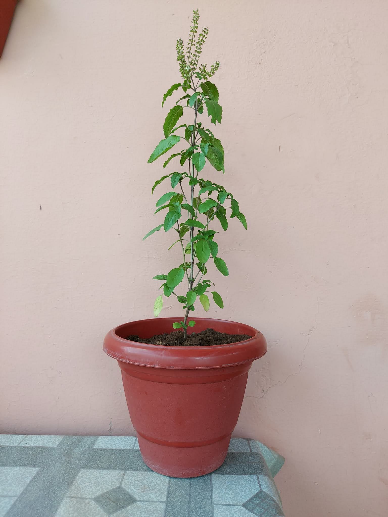 Importance of Tulsi plant and it's significance