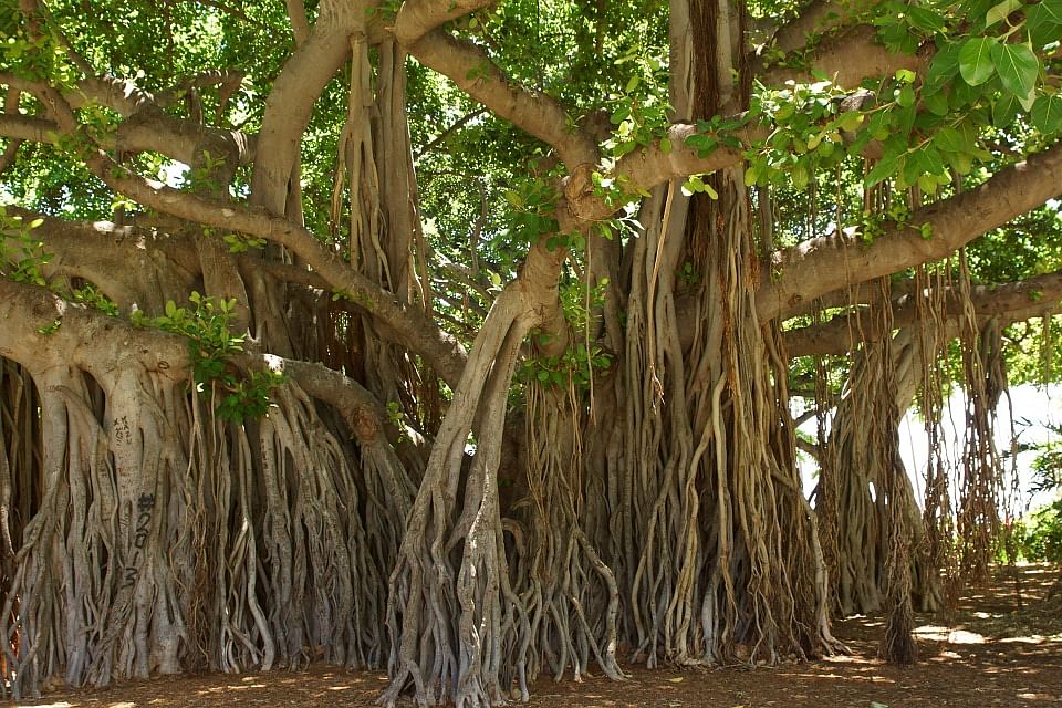 Significance of banyan tree
