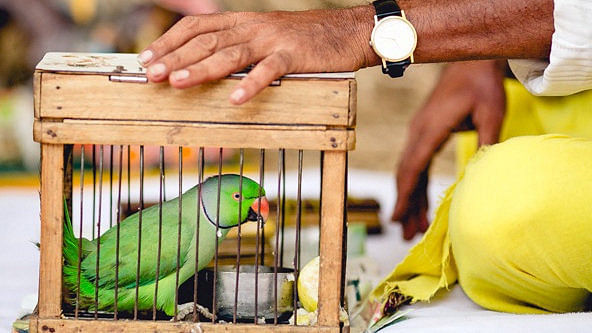 Keeping parrots- Effects