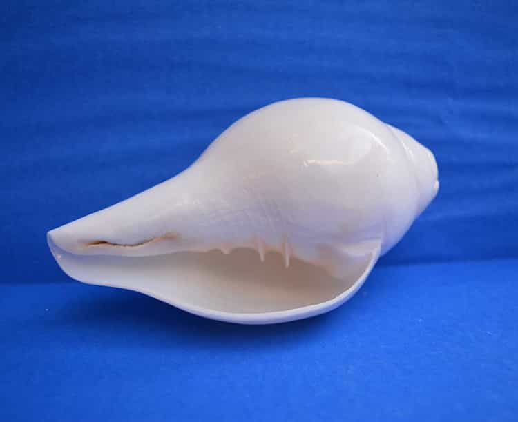 Know Some Special Benefits Of Conch - MyJyotish
