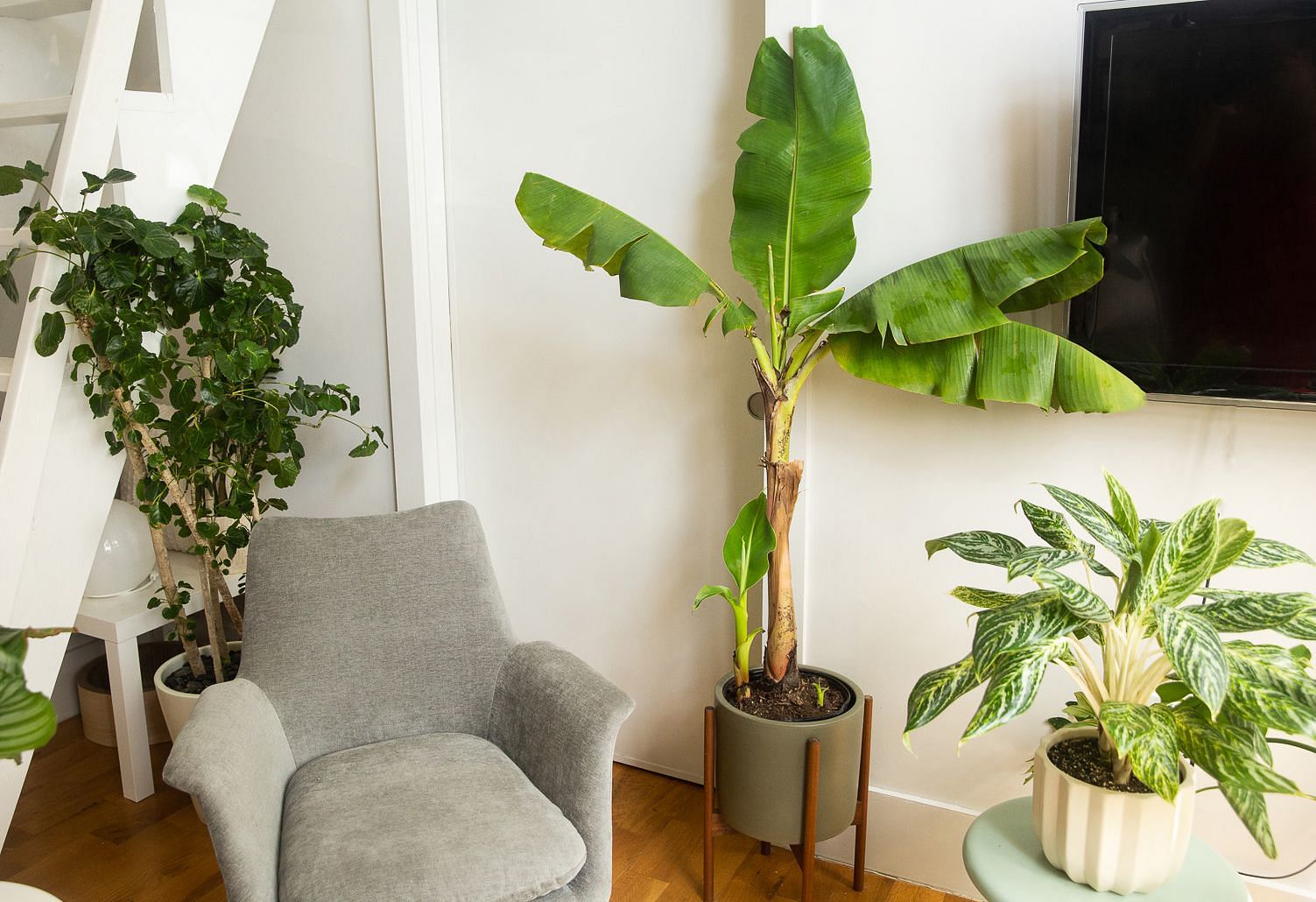 Astro tips 2022: Know if planting a banana tree in your house is auspicious or not