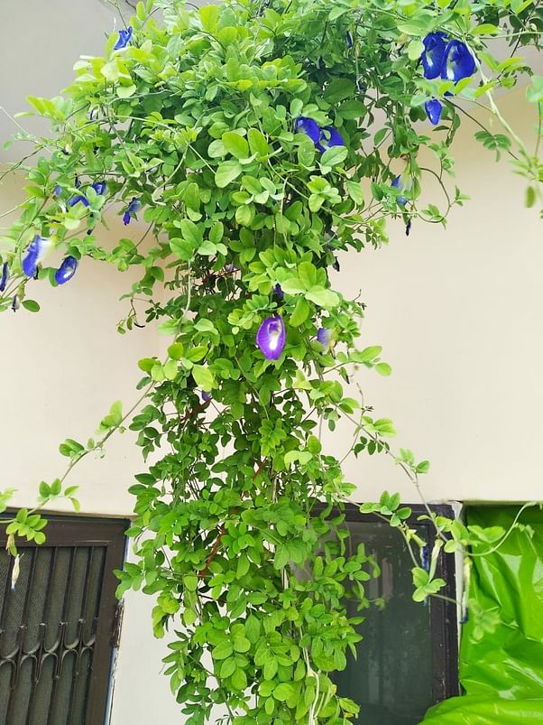 Aparajita Plant Benefits: Plant Aparajita in your house and get happiness and peace, know the rules of planting it!