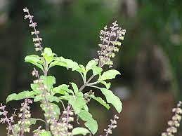 vastu-tips-2022-plant-these-pious-plants-with-tulsi-in-sawan-and-lord-shiva-s-favour-will-descend-upon-you