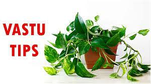 Vastu Shastra 2022: Know the right way to keep a money plant, if not, can cause huge loss, read