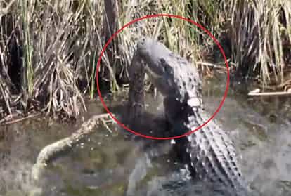 Alligator And Python Fight Video Viral On Social Media - मगरमच्छ और ...