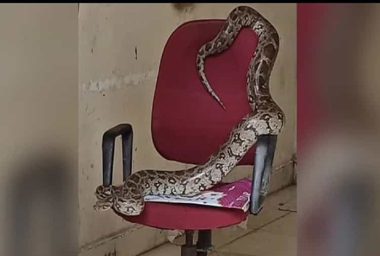 Python Sitting Up A Large Python Spotted Sitting On Chair Pic Goes Viral On Social Media ...