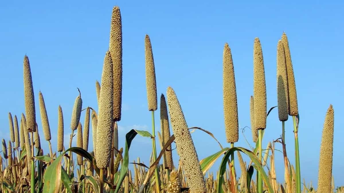 हरियाणा के बाजरा किसान एमएसपी से कम भाव का सामना कर रहे हैं।