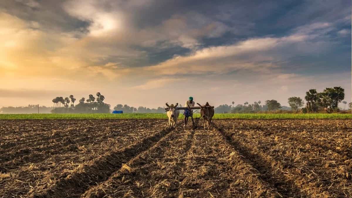 खेती