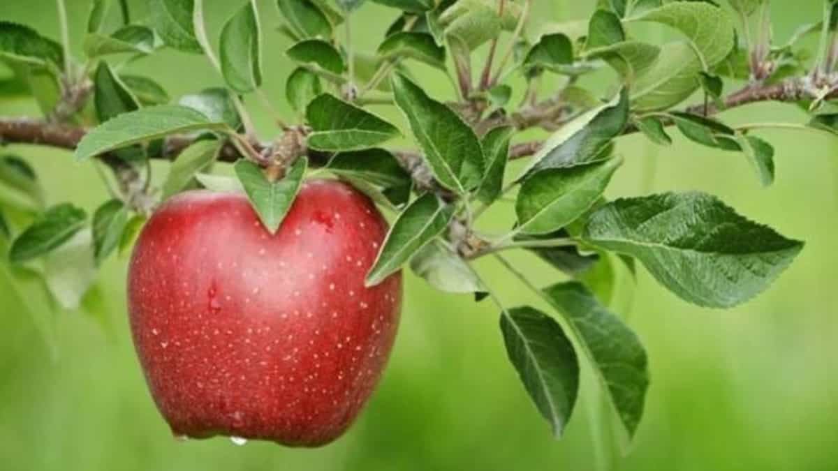 हिमाचल में सेब की खरीद एक दशक के निचले स्तर पर।