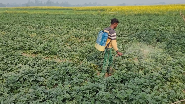 बीएएसएफ ने लॉन्च किया कीटनाशक एफिकॉन : छेदक और रस चूसने वाले कीटों की ...