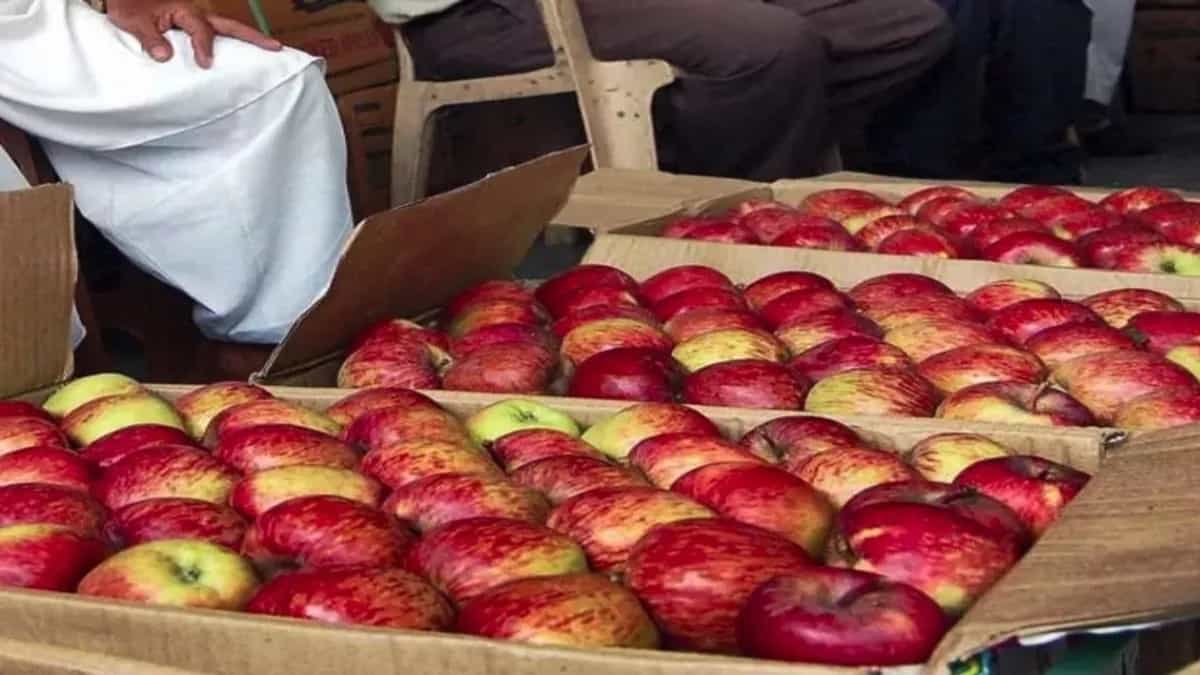 हिमाचल में सेब खरीद आठ हजार मीट्रिक टन के पार पहुंची।