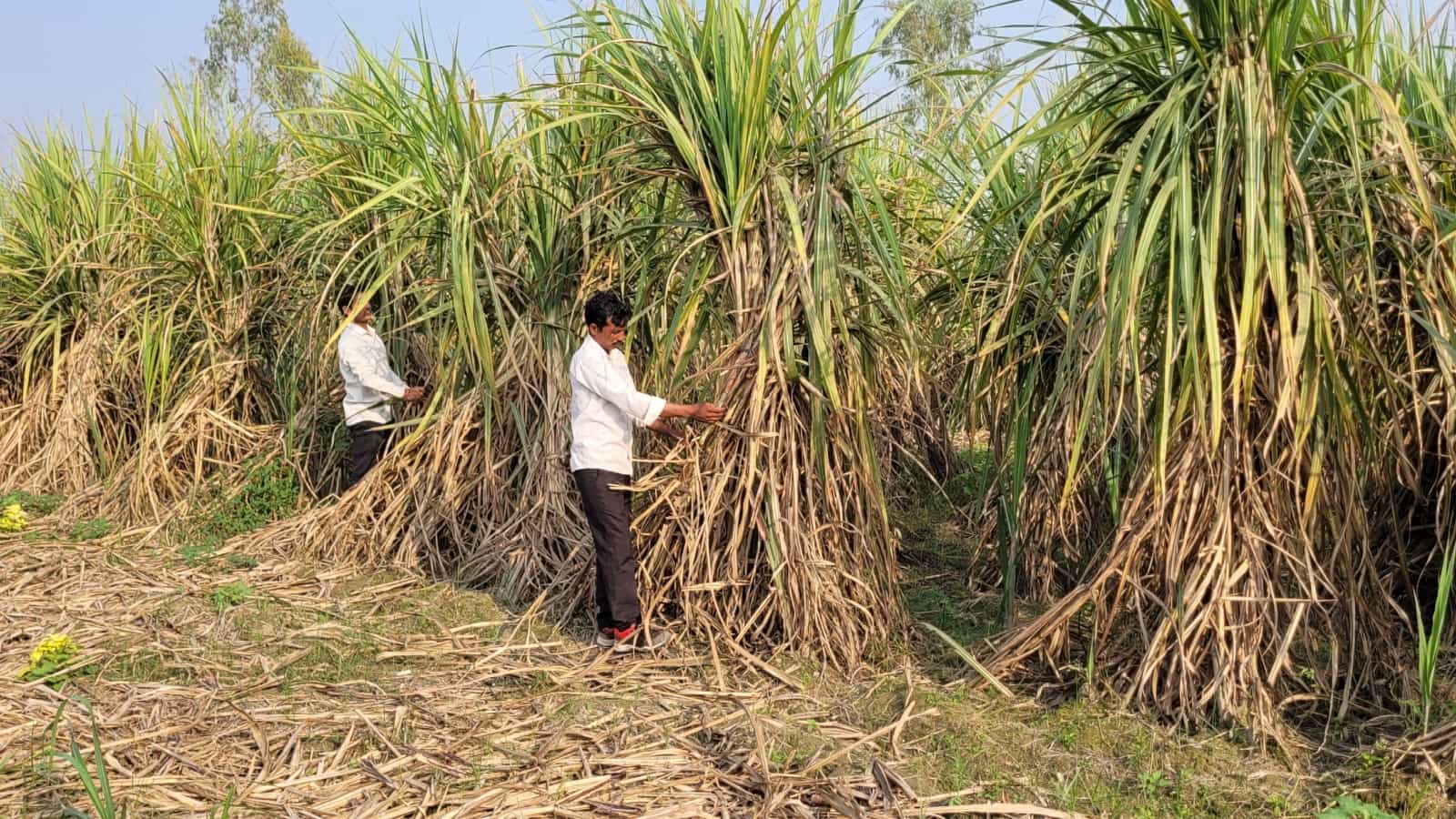 वैज्ञानिकों ने बताया कि कंडुआ रोग पौधा गन्ना और रैटून दोनों फसलों को प्रभावित करता है, लेकिन रैटून फसल में इसका असर अधिक गंभीर होता है।