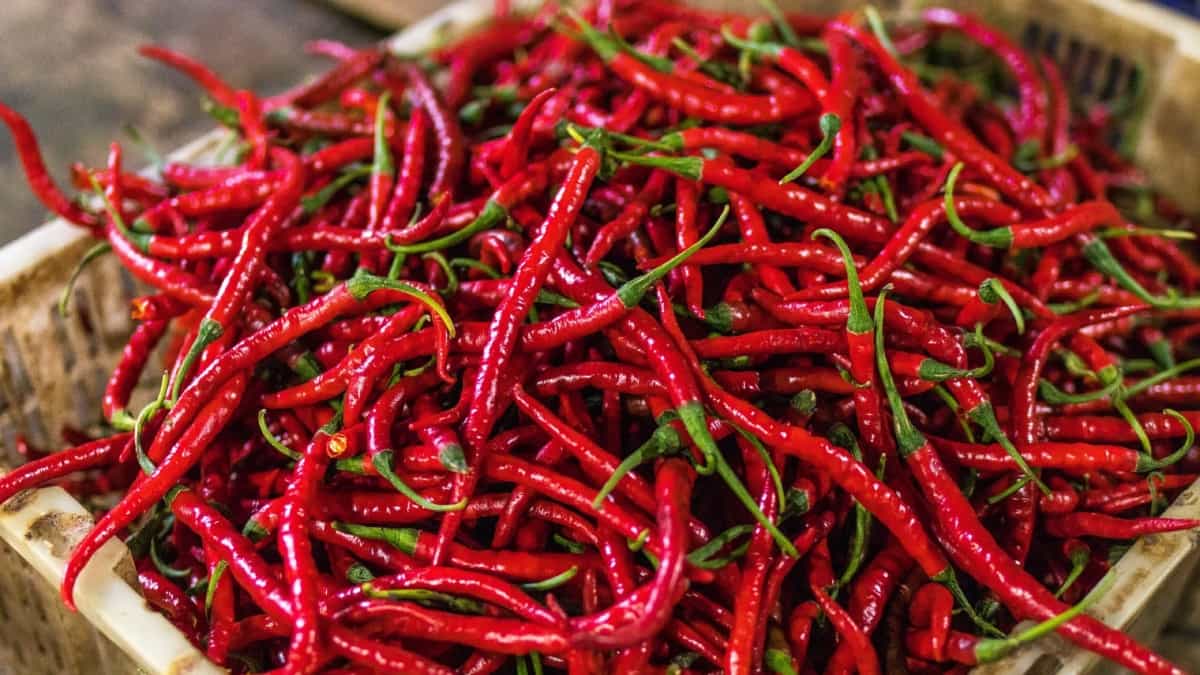 लाल मिर्च बाजार की दिशा तय करता आंध्र प्रदेश का गुंटूर शहर।