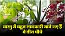 Vastu Tips: वास्तु में बहुत लाभकारी माने गए हैं ये तीन पौधे