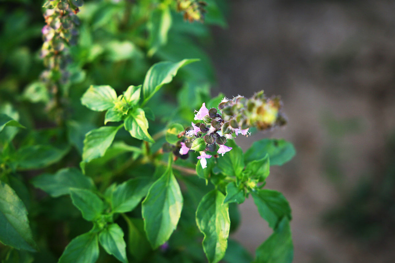 significance of tulsi