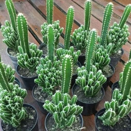 Vastu Tips For Plants : घर में इन पौधों को लगाना नहीं होता है उचित, झेलना पड़ सकता है आर्थिक संकट